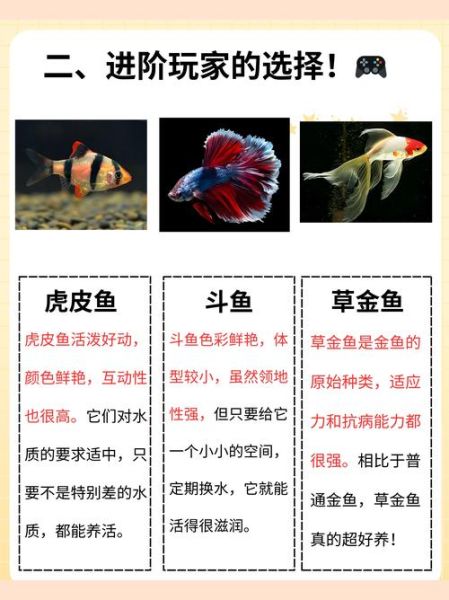 焱双鱼是什么_焱双鱼写作技巧