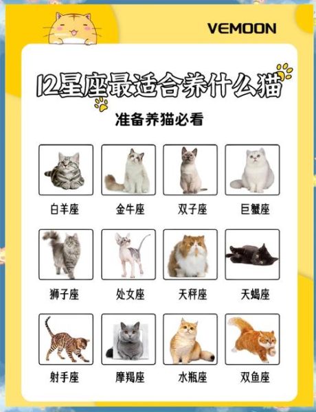 魔羯座适合养什么猫_性格匹配度排行