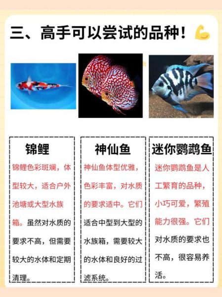 双鱼蓓是什么_双鱼蓓的功效与作用